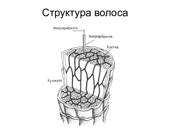 Структура волоса