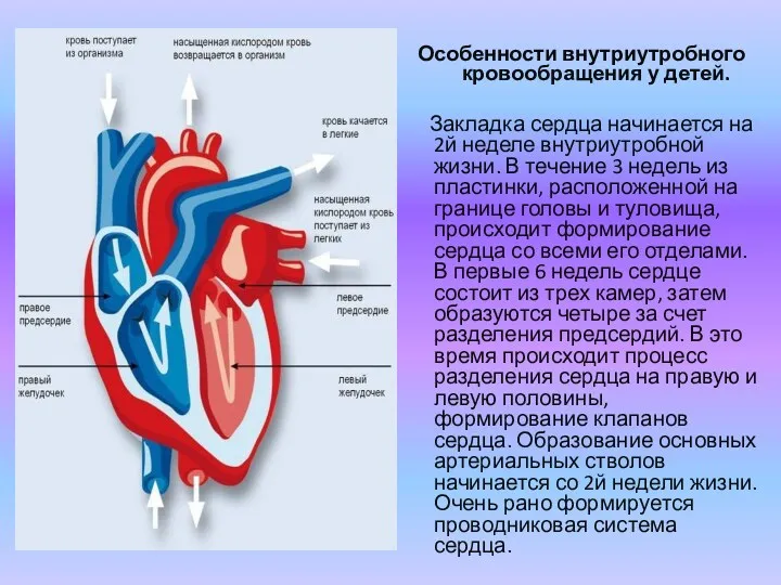 Особенности внутриутробного кровообращения у детей. Закладка сердца начинается на 2й