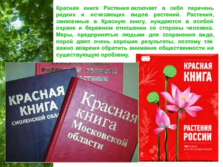 Красная книга Растения включает в себя перечень редких и исчезающих