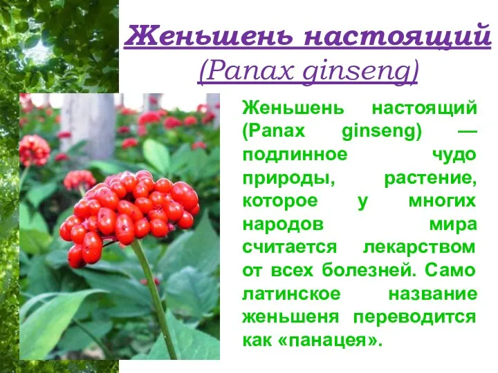 Женьшень настоящий (Panax ginseng) Женьшень настоящий (Panax ginseng) — подлинное