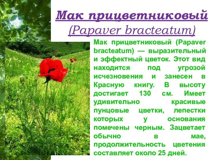 Мак прицветниковый (Papaver bracteatum) Мак прицветниковый (Papaver bracteatum) — выразительный