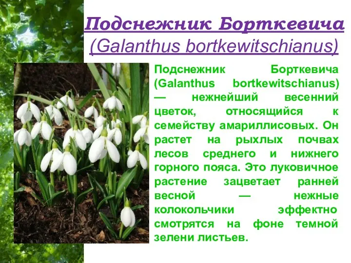 Подснежник Борткевича (Galanthus bortkewitschianus) Подснежник Борткевича (Galanthus bortkewitschianus) — нежнейший