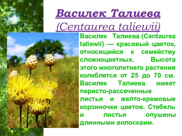Василек Талиева (Centaurea taliewii) Василек Талиева (Centaurea taliewii) — красивый