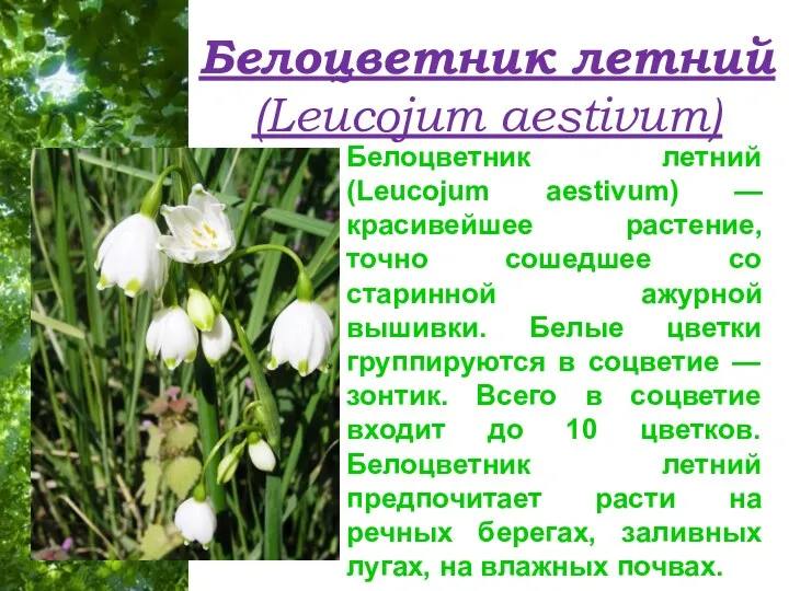 Белоцветник летний (Leucojum aestivum) Белоцветник летний (Leucojum aestivum) — красивейшее
