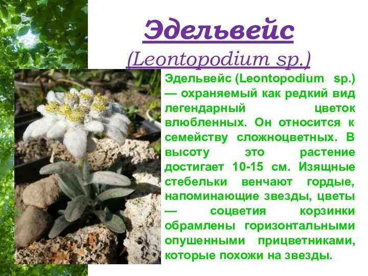 Эдельвейс (Leontopodium sp.) Эдельвейс (Leontopodium sp.) — охраняемый как редкий