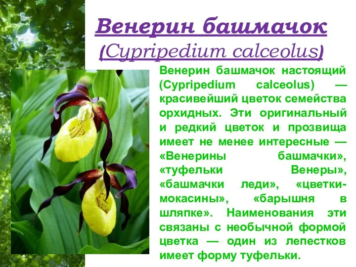 Венерин башмачок (Cypripedium calceolus) Венерин башмачок настоящий (Cypripedium calceolus) —