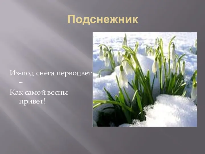 Подснежник Из-под снега первоцвет – Как самой весны привет!