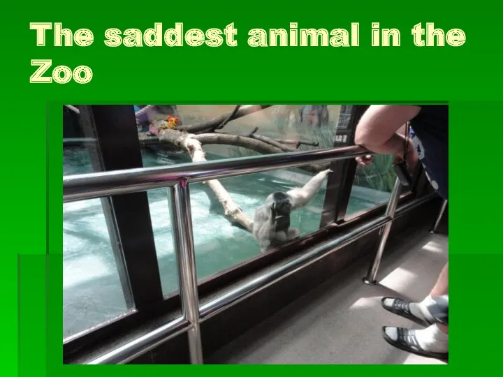 The saddest animal in the Zoo