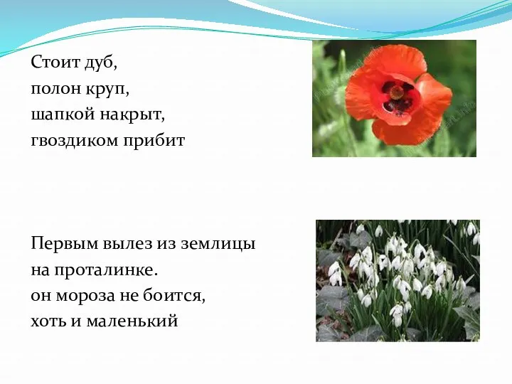 Стоит дуб, полон круп, шапкой накрыт, гвоздиком прибит Первым вылез