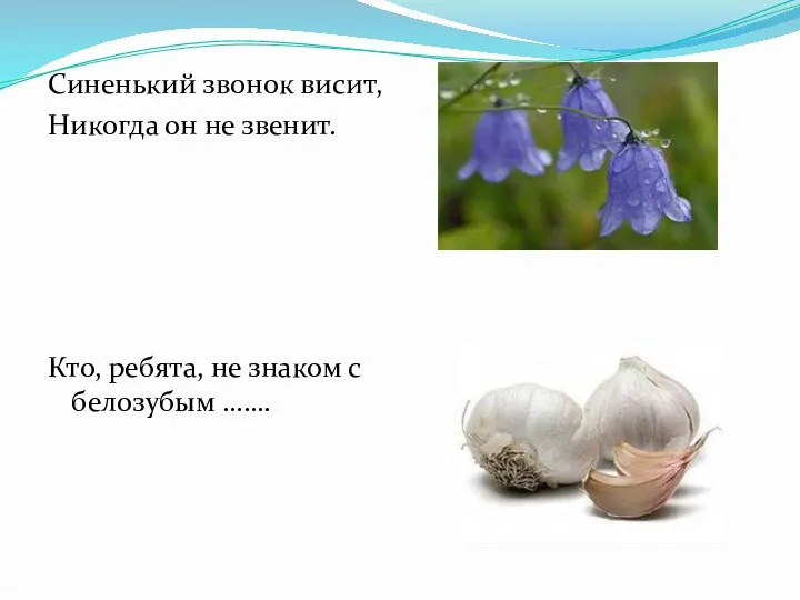 Синенький звонок висит, Никогда он не звенит. Кто, ребята, не знаком с белозубым …….