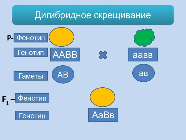 Дигибридное скрещивание ААВВ аавв Фенотип P- Генотип Гаметы АВ ав F1 – Фенотип Генотип АаВв