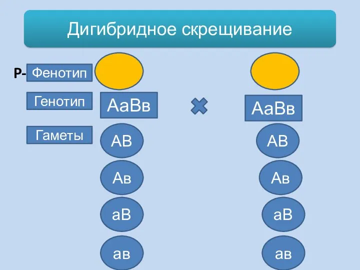 Дигибридное скрещивание Фенотип P- Генотип Гаметы АВ ав АаВв АаВв Ав аВ ав АВ Ав аВ