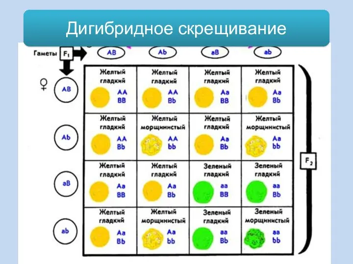 Дигибридное скрещивание