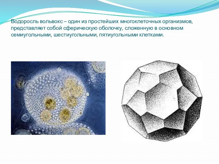 Водоросль вольвокс – один из простейших многоклеточных организмов, представляет собой сферическую оболочку, сложенную