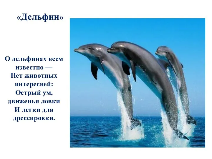 О дельфинах всем известно — Нет животных интересней: Острый ум,