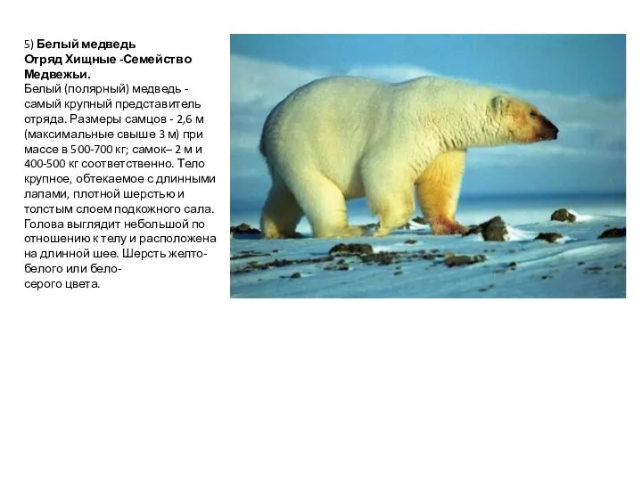 5) Белый медведь Отряд Хищные -Семейство Медвежьи. Белый (полярный) медведь