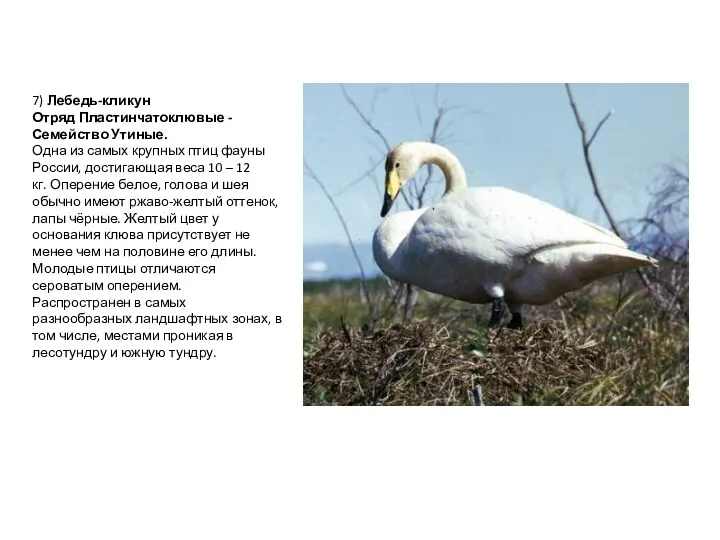 7) Лебедь-кликун Отряд Пластинчатоклювые -Семейство Утиные. Одна из самых крупных