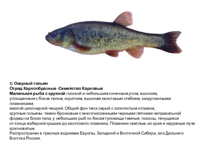 8) Озерный гольян Отряд Карпообразные -Семейство Карповые Маленькая рыба с