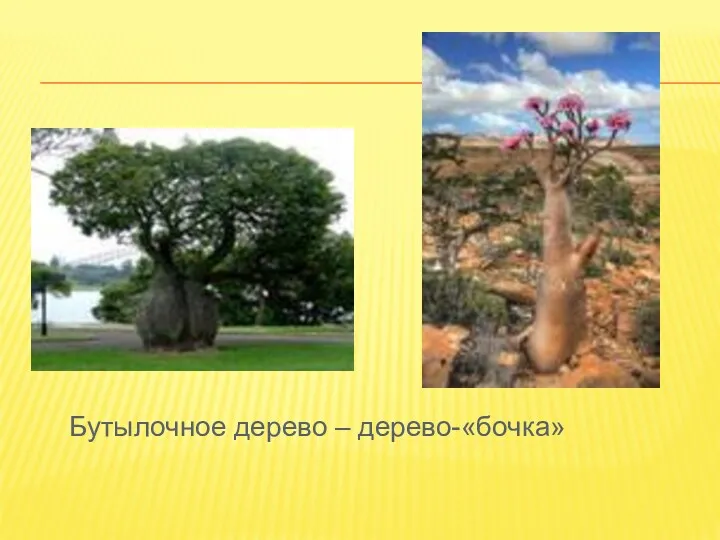 Бутылочное дерево – дерево-«бочка»