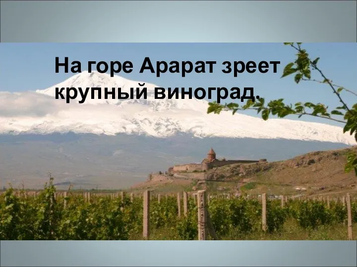 На горе Арарат зреет крупный виноград..