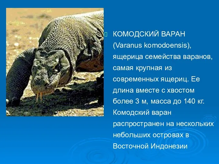 КОМОДСКИЙ ВАРАН (Varanus komodoensis), ящерица семейства варанов, самая крупная из современных ящериц. Ее