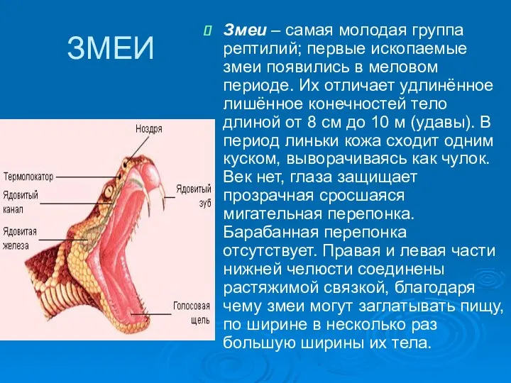 ЗМЕИ Змеи – самая молодая группа рептилий; первые ископаемые змеи появились в меловом