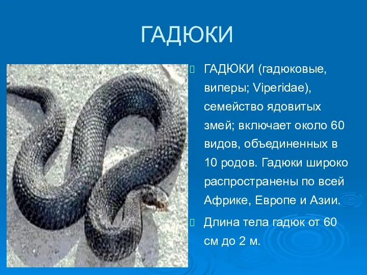 ГАДЮКИ ГАДЮКИ (гадюковые, виперы; Viperidae), семейство ядовитых змей; включает около 60 видов, объединенных