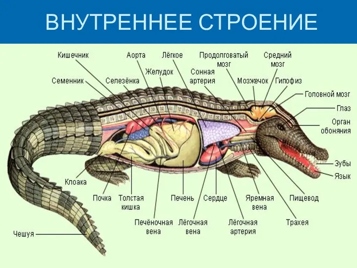 ВНУТРЕННЕЕ СТРОЕНИЕ