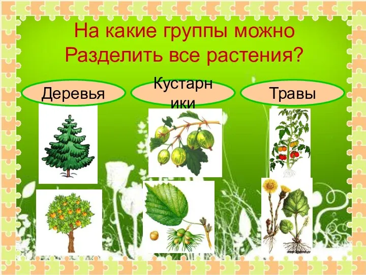 Деревья Кустарники Травы На какие группы можно Разделить все растения?