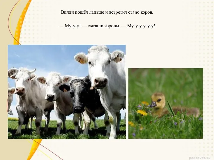 Вилли пошёл дальше и встретил стадо коров. — Му-у-у! — сказали коровы. — Му-у-у-у-у-у!