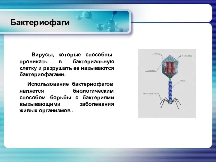 Бактериофаги Вирусы, которые способны проникать в бактериальную клетку и разрушать