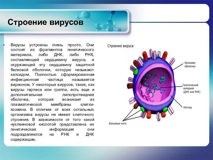 Строение вирусов Вирусы устроены очень просто. Они состоят из фрагментов