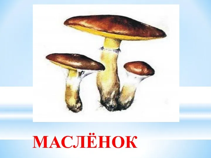 МАСЛЁНОК