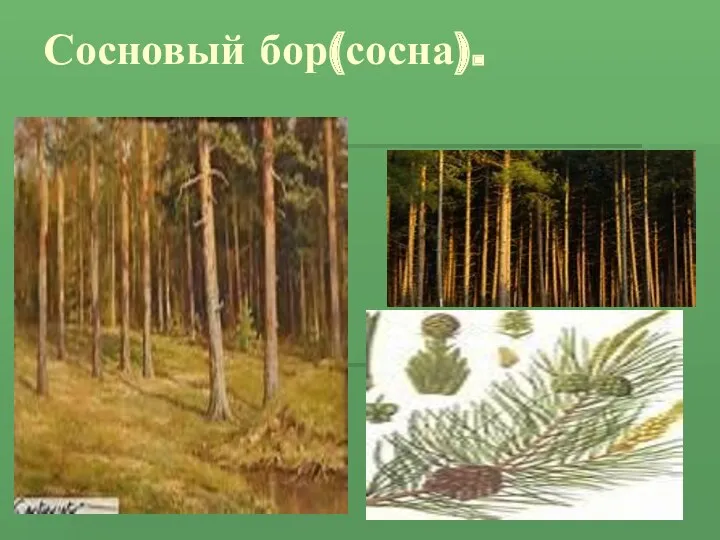 Сосновый бор(сосна).