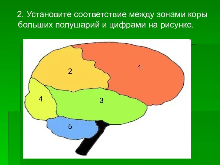 2. Установите соответствие между зонами коры больших полушарий и цифрами