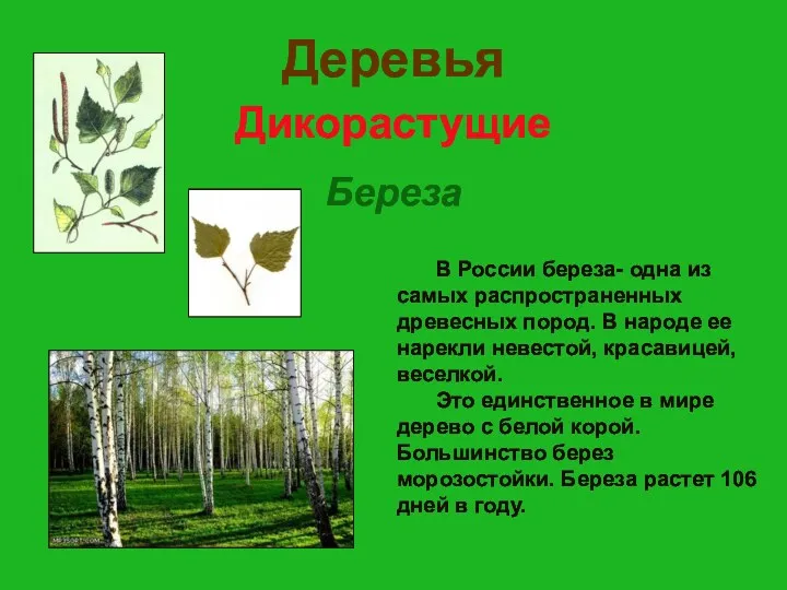 Деревья Дикорастущие Береза В России береза- одна из самых распространенных древесных пород. В