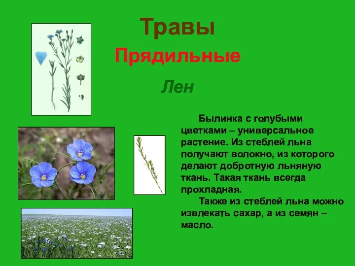 Травы Прядильные Лен Былинка с голубыми цветками – универсальное растение. Из стеблей льна