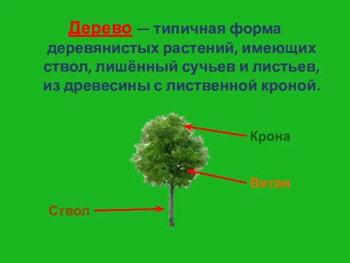 Дерево — типичная форма деревянистых растений, имеющих ствол, лишённый сучьев и листьев, из