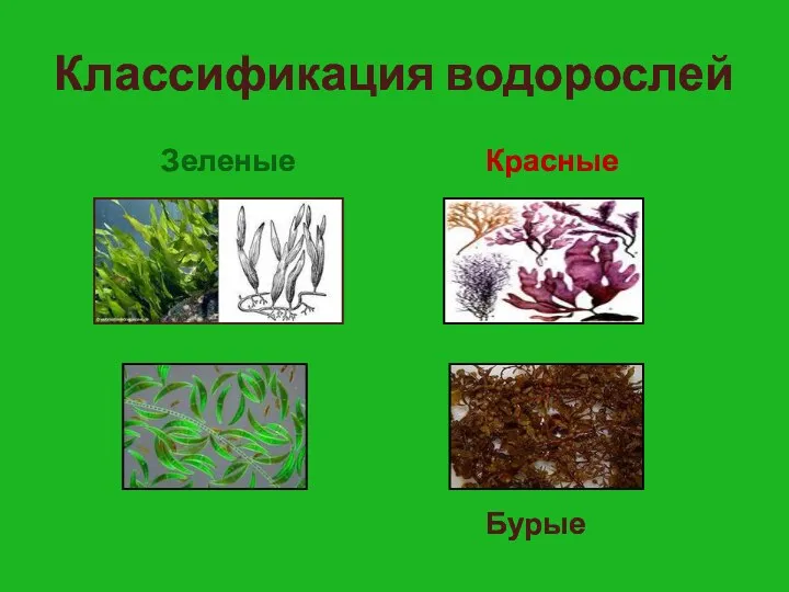 Классификация водорослей Зеленые Красные Диатомовые Бурые