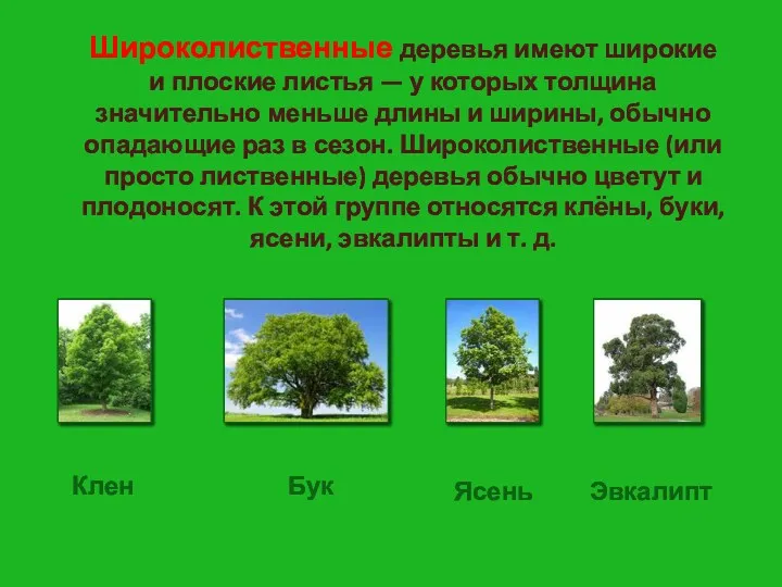 Широколиственные деревья имеют широкие и плоские листья — у которых
