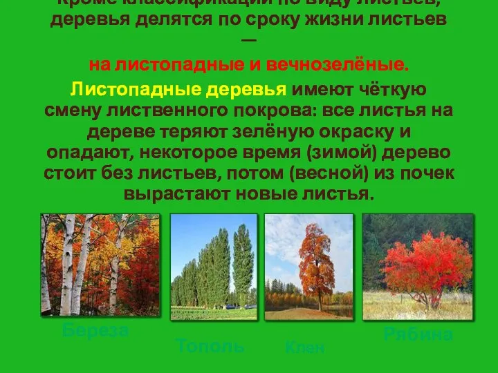 Кроме классификации по виду листьев, деревья делятся по сроку жизни листьев — на