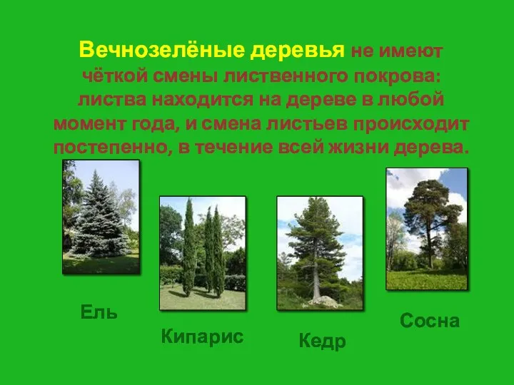 Вечнозелёные деревья не имеют чёткой смены лиственного покрова: листва находится на дереве в