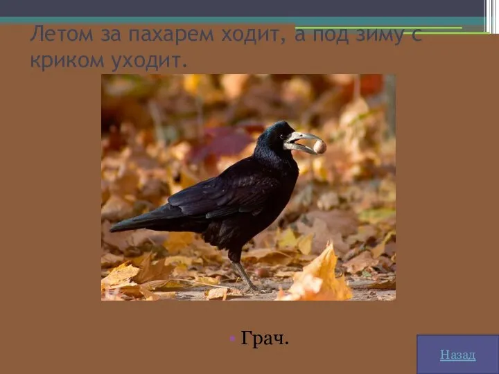 Летом за пахарем ходит, а под зиму с криком уходит. Грач. Назад