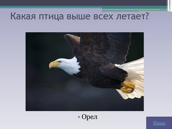 Какая птица выше всех летает? Орел Назад