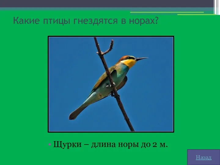 Какие птицы гнездятся в норах? Щурки – длина норы до 2 м. Назад