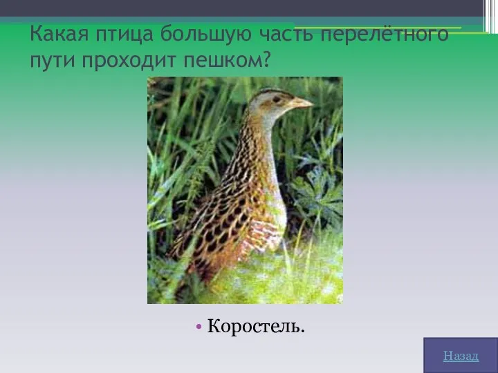 Какая птица большую часть перелётного пути проходит пешком? Коростель. Назад