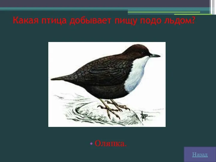 Какая птица добывает пищу подо льдом? Оляпка. Назад