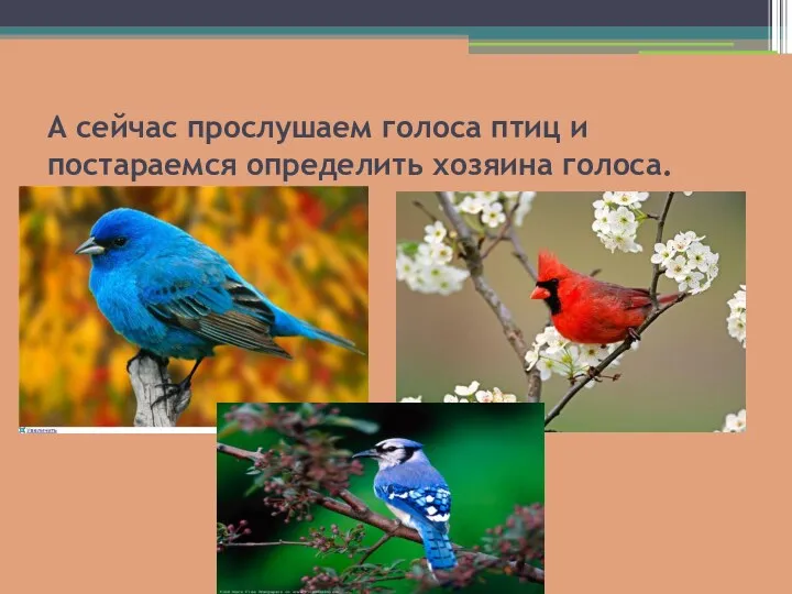 А сейчас прослушаем голоса птиц и постараемся определить хозяина голоса.