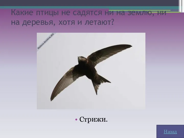 Какие птицы не садятся ни на землю, ни на деревья, хотя и летают? Стрижи. Назад