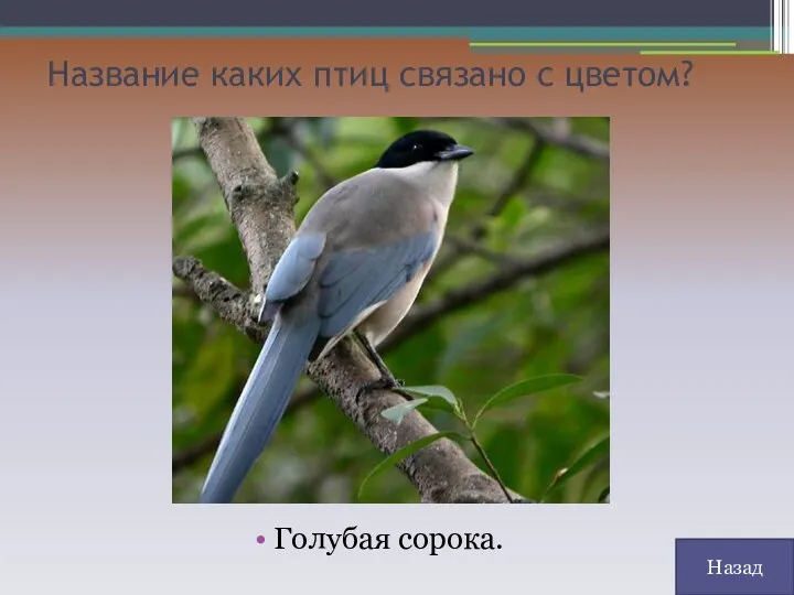 Название каких птиц связано с цветом? Голубая сорока. Назад